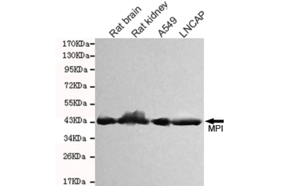 Western blot - MPI Monoclonal Antibody from Signalway Antibody (27091) - Antibodies.com