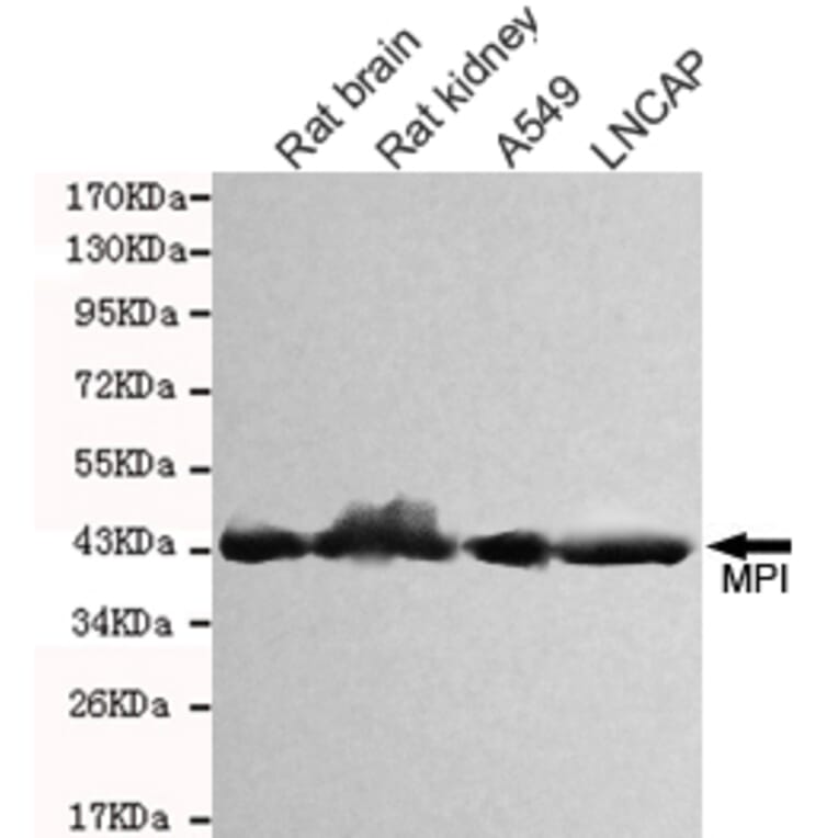 Western blot - MPI Monoclonal Antibody from Signalway Antibody (27091) - Antibodies.com