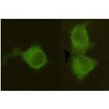Immunocytochemistry - MPI Monoclonal Antibody from Signalway Antibody (27091) - Antibodies.com