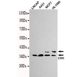 Western blot - CRK Monoclonal Antibody from Signalway Antibody (27127) - Antibodies.com