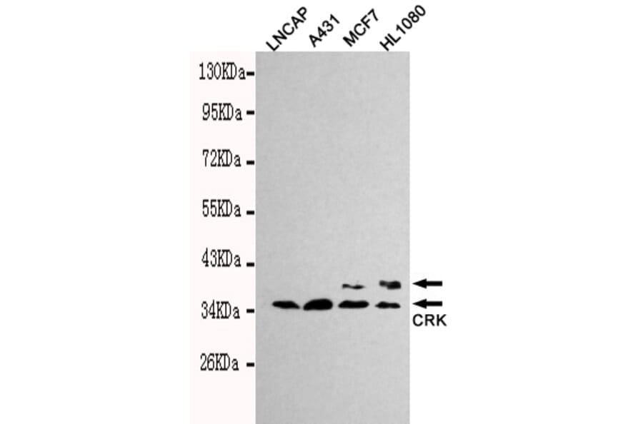 Western blot - CRK Monoclonal Antibody from Signalway Antibody (27127) - Antibodies.com