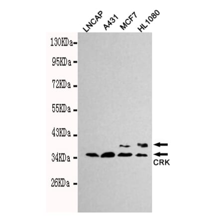 Western blot - CRK Monoclonal Antibody from Signalway Antibody (27127) - Antibodies.com