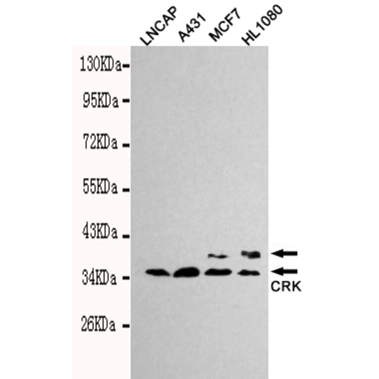 Western blot - CRK Monoclonal Antibody from Signalway Antibody (27127) - Antibodies.com