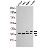 Western blot - CRK Monoclonal Antibody from Signalway Antibody (27127) - Antibodies.com