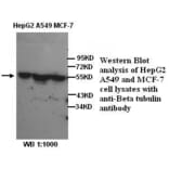 &beta;-Tubulin Antibody from Signalway Antibody (39298) - Antibodies.com