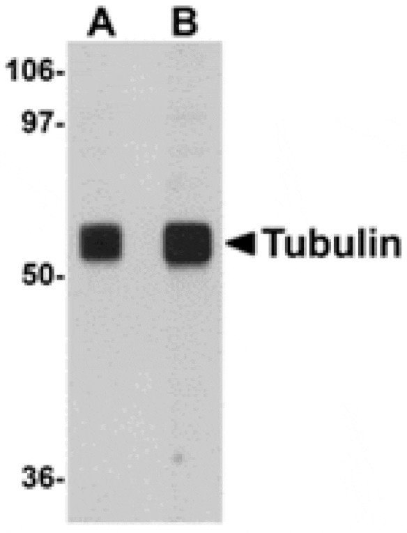 Western blot - Alpha-tubulin Antibody from Signalway Antibody (24864) - Antibodies.com