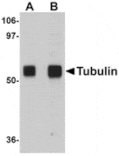 Western blot - Alpha-tubulin Antibody from Signalway Antibody (24864) - Antibodies.com