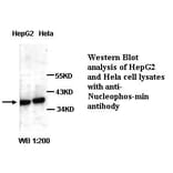 Nucleophosmin Antibody from Signalway Antibody (39296) - Antibodies.com