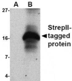 Western blot - Strep-tag II Antibody from Signalway Antibody (24533) - Antibodies.com