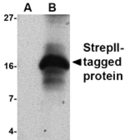 Western blot - Strep-tag II Antibody from Signalway Antibody (24533) - Antibodies.com