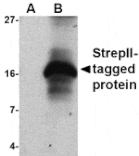 Western blot - Strep-tag II Antibody from Signalway Antibody (24533) - Antibodies.com