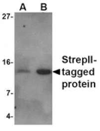 Western blot - Strep-tag II Antibody from Signalway Antibody (24578) - Antibodies.com