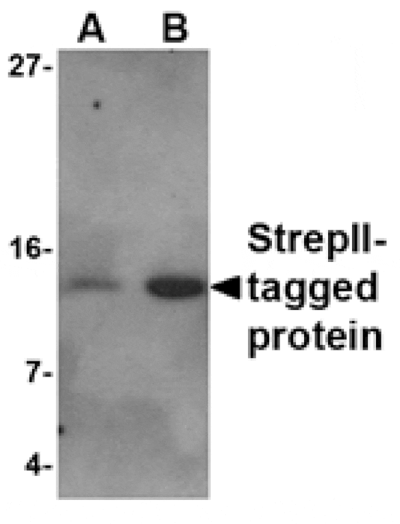 AntiStreptag II Antibody (A49011)