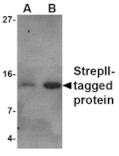 Western blot - Strep-tag II Antibody from Signalway Antibody (24578) - Antibodies.com