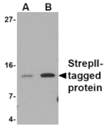 Western blot - Strep-tag II Antibody from Signalway Antibody (24579) - Antibodies.com