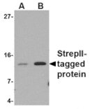Western blot - Strep-tag II Antibody from Signalway Antibody (24579) - Antibodies.com