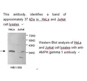 AMPK gamma 1 Antibody from Signalway Antibody (39217) - Antibodies.com