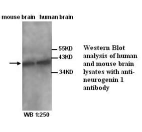 Neurogenin 1 Antibody from Signalway Antibody (39325) - Antibodies.com