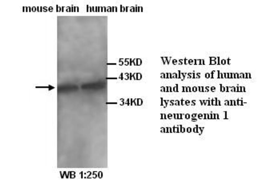 Neurogenin 1 Antibody from Signalway Antibody (39325) - Antibodies.com