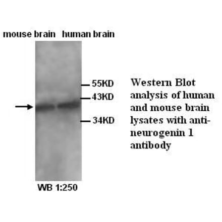 Neurogenin 1 Antibody from Signalway Antibody (39325) - Antibodies.com