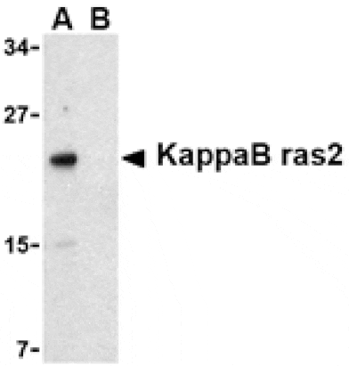 Western blot - KappaB ras2 Antibody from Signalway Antibody (24152) - Antibodies.com