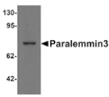 Western blot - Paralemmin3 Antibody from Signalway Antibody (25344) - Antibodies.com