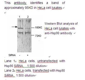 HSP90 alpha Antibody from Signalway Antibody (39221) - Antibodies.com