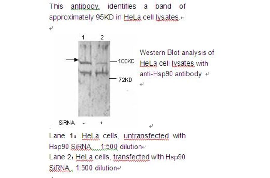 HSP90 alpha Antibody from Signalway Antibody (39221) - Antibodies.com