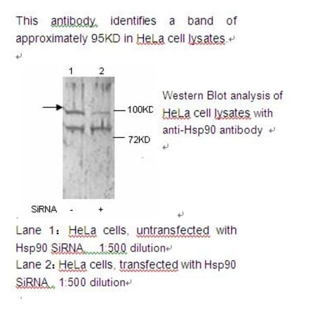 HSP90 alpha Antibody from Signalway Antibody (39221) - Antibodies.com