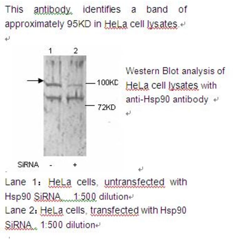 HSP90 alpha Antibody from Signalway Antibody (39221) - Antibodies.com