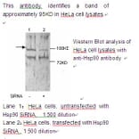 HSP90 alpha Antibody from Signalway Antibody (39221) - Antibodies.com