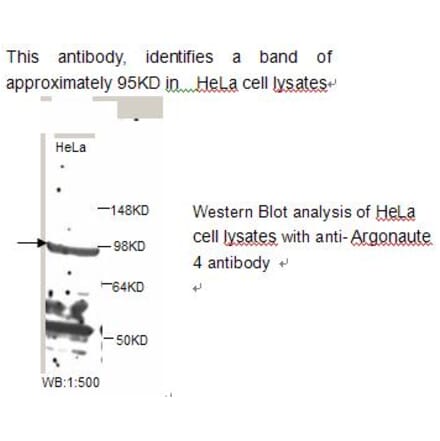 Argonaute 4 Antibody from Signalway Antibody (39241) - Antibodies.com