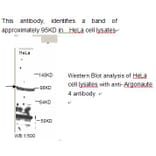 Argonaute 4 Antibody from Signalway Antibody (39241) - Antibodies.com