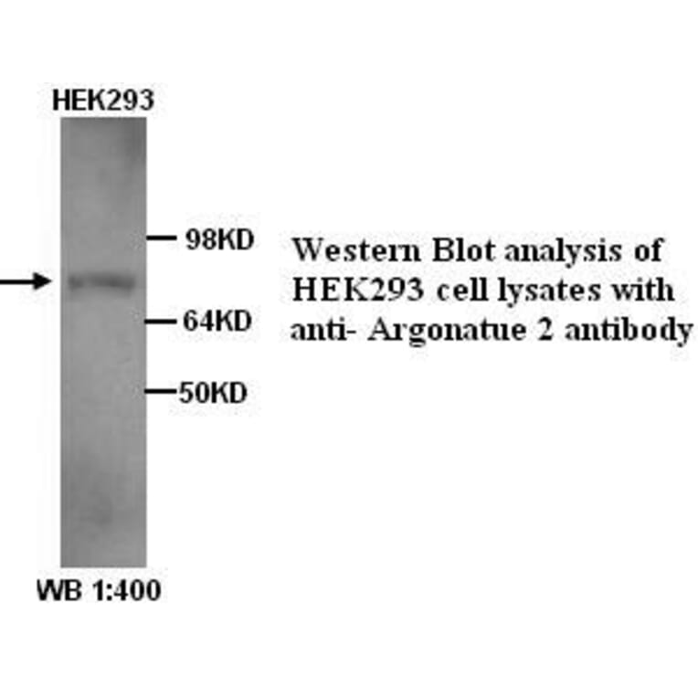 Argonatue 2 Antibody from Signalway Antibody (39251) - Antibodies.com