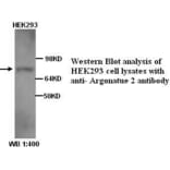 Argonatue 2 Antibody from Signalway Antibody (39251) - Antibodies.com