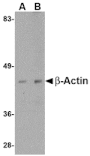 Western blot - Beta-actin Antibody from Signalway Antibody (24831) - Antibodies.com