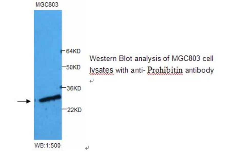 Prohibitin Antibody from Signalway Antibody (39249) - Antibodies.com