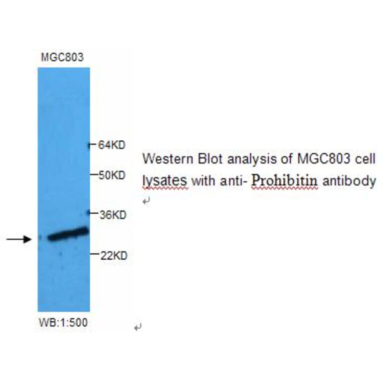 Prohibitin Antibody from Signalway Antibody (39249) - Antibodies.com