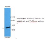 Prohibitin Antibody from Signalway Antibody (39249) - Antibodies.com