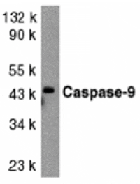 Western blot - Caspase-9 Antibody from Signalway Antibody (24049) - Antibodies.com