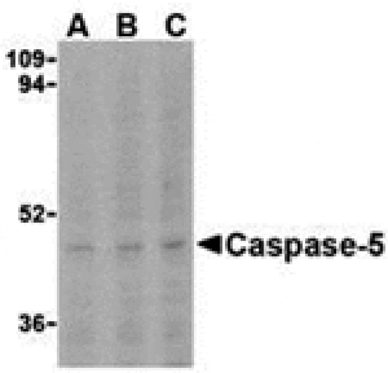 Western blot - Caspase-5 Antibody from Signalway Antibody (24288) - Antibodies.com