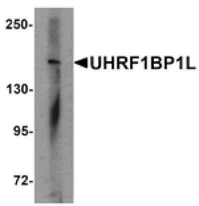 Western blot - UHRF1BP1L Antibody from Signalway Antibody (25349) - Antibodies.com