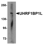 Western blot - UHRF1BP1L Antibody from Signalway Antibody (25349) - Antibodies.com