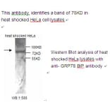 GRP78 Bip Antibody from Signalway Antibody (39220) - Antibodies.com