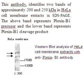 Plexin B1 Antibody from Signalway Antibody (39234) - Antibodies.com