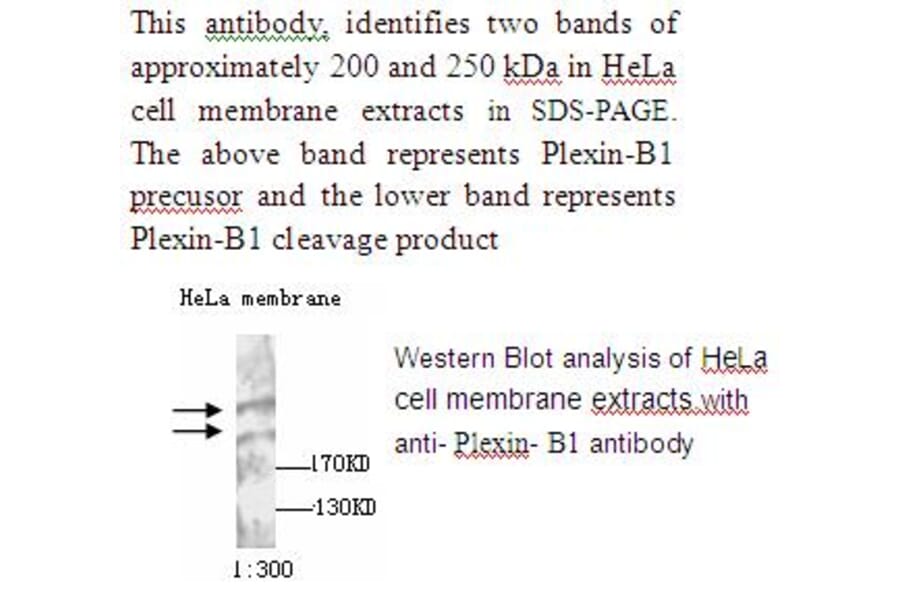 Plexin B1 Antibody from Signalway Antibody (39234) - Antibodies.com