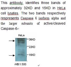 Caspase 6 Antibody from Signalway Antibody (39238) - Antibodies.com