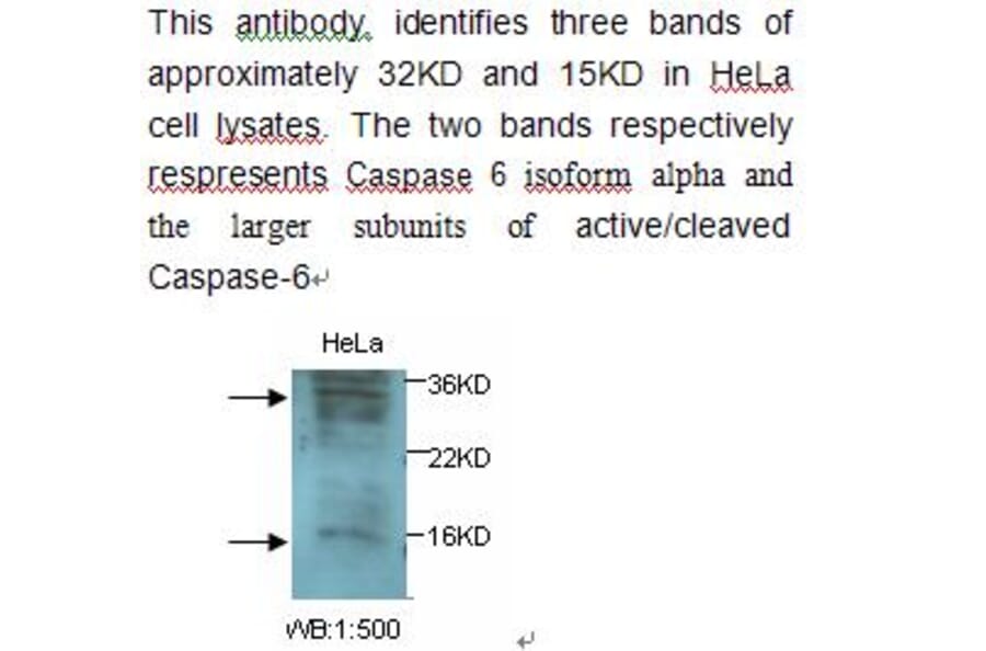 Caspase 6 Antibody from Signalway Antibody (39238) - Antibodies.com