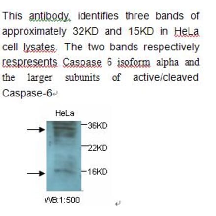 Caspase 6 Antibody from Signalway Antibody (39238) - Antibodies.com