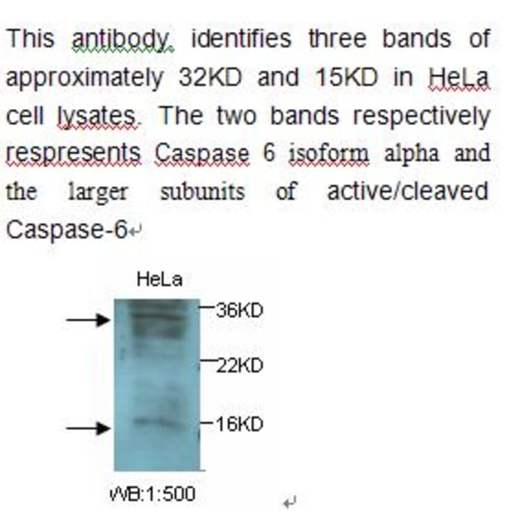 Caspase 6 Antibody from Signalway Antibody (39238) - Antibodies.com